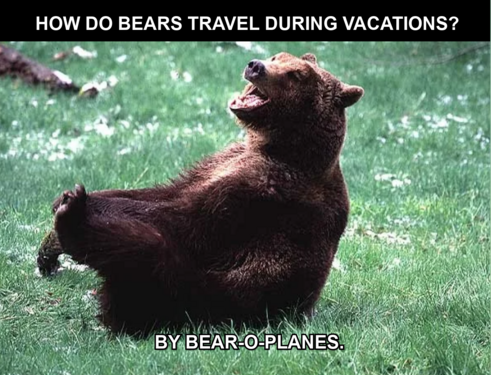 Bear Jokes To Have A Beary Good Time On World Bear Day Jokes