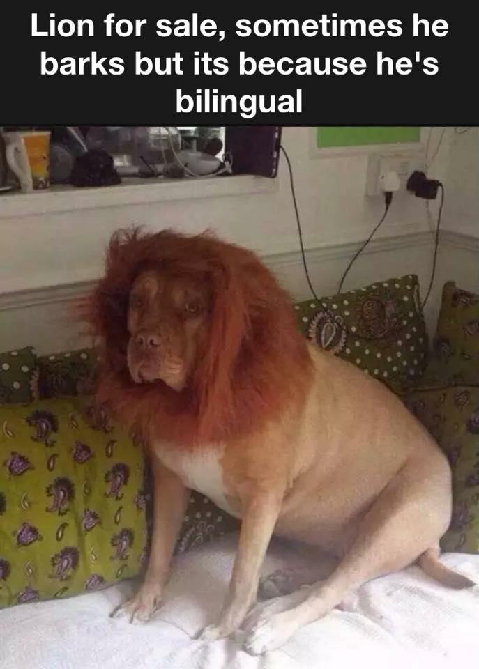 Anyone interested? 1 Lion for sale meme