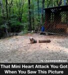 mini heart attack meme