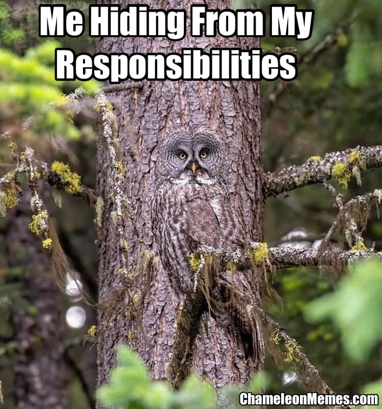 How to hide from responsibilities by camouflaging technique 1 Me hiding from responsibilities memes