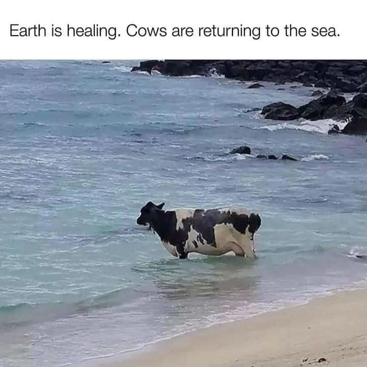 Top 7 Memes of 2020 12 cows returning to sea meme