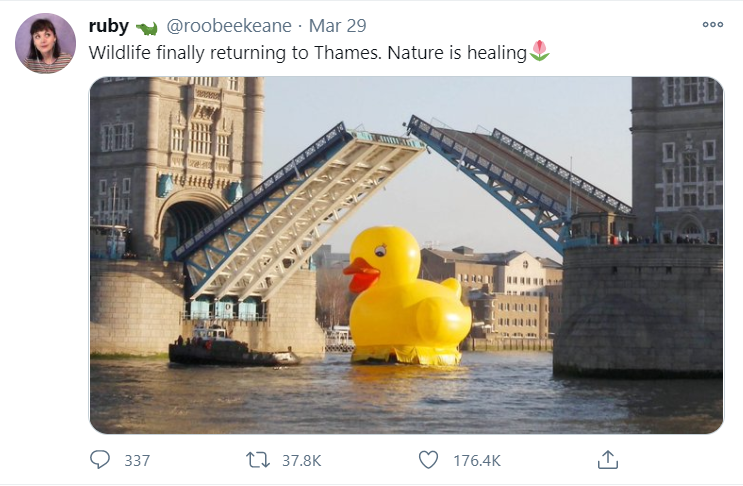 Top 7 Memes of 2020 11 wildlife finally returning to thames