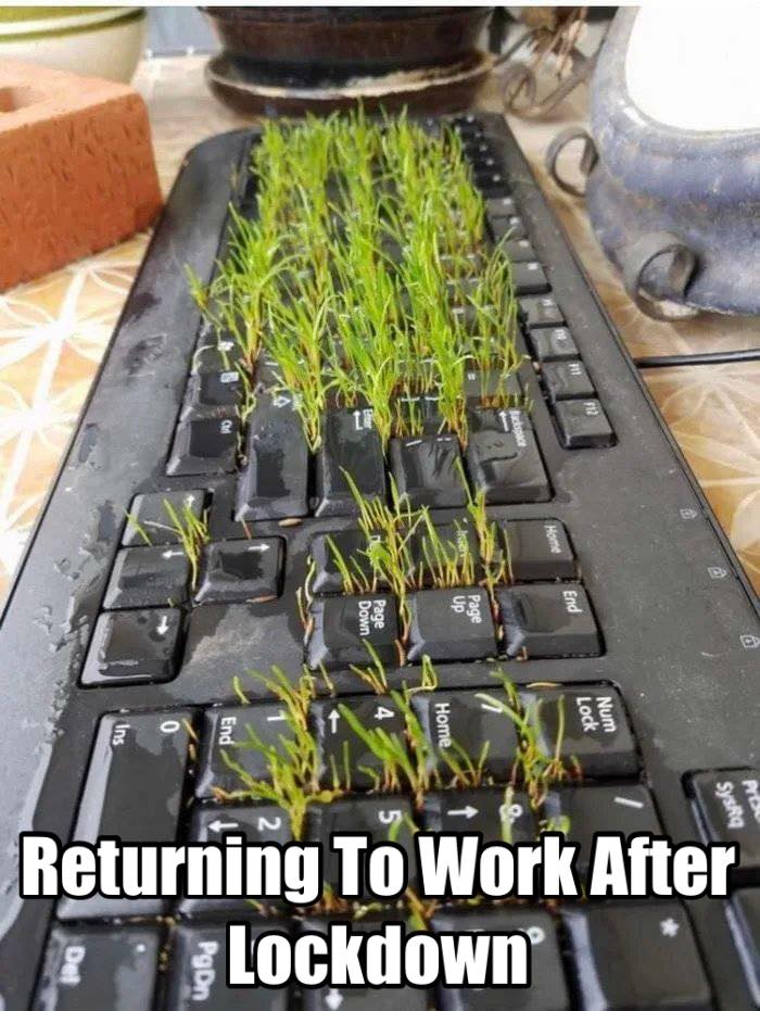 Top 7 Memes of 2020 5 Returning to work after lockdown