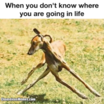 life memes