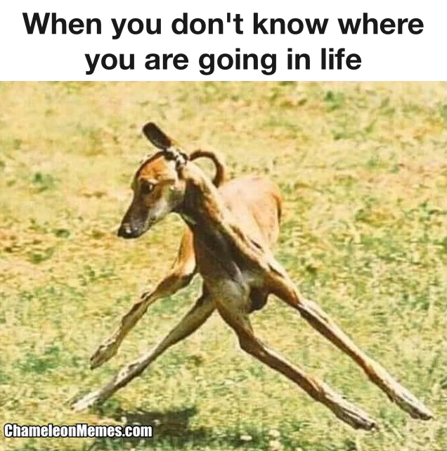 Absolutely no idea what's going on! 1 life memes