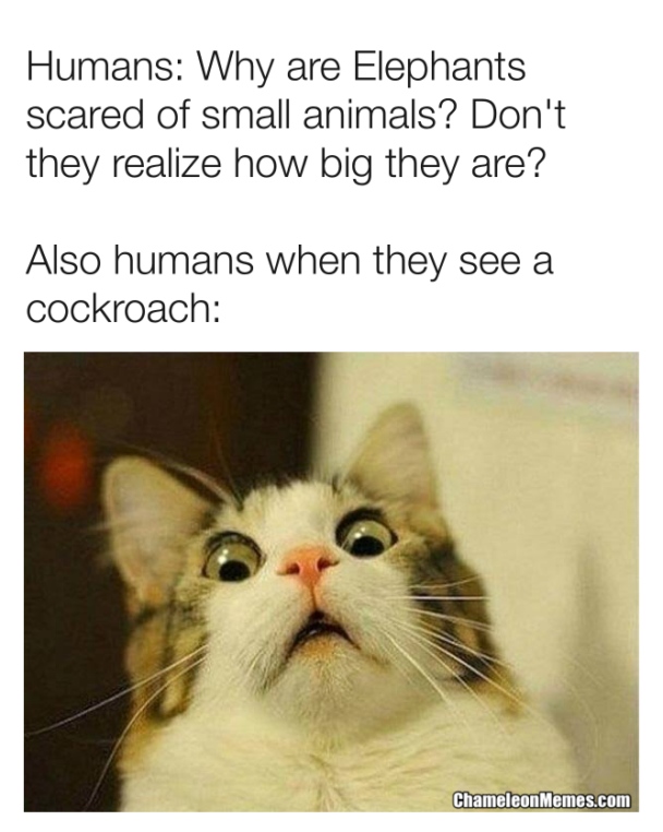 funny cockroach meme - Chameleon Memes