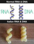Normal DNA vs Italian DNA