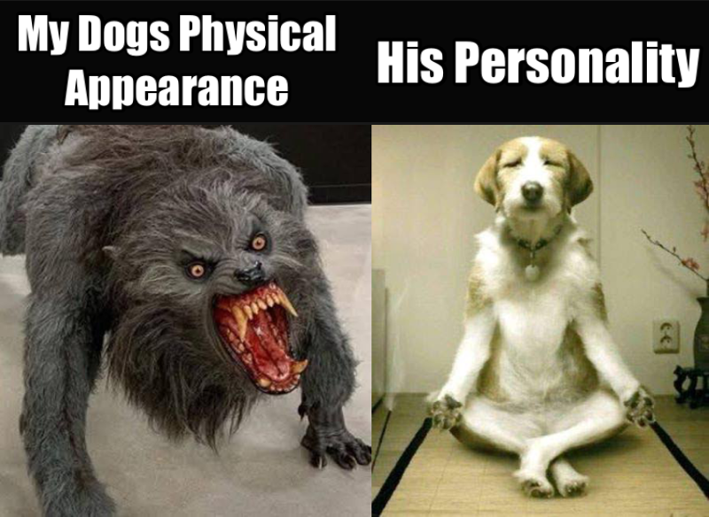 Dogs physical appearance vs personality