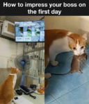 Impressing boss meme
