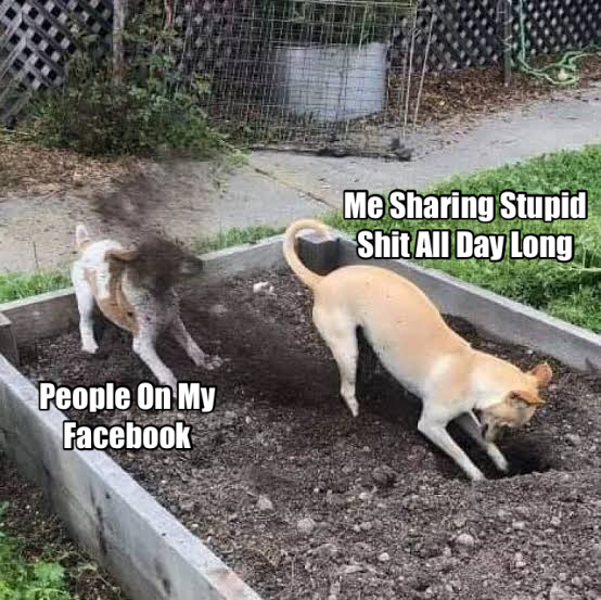 In Your Face! 1 Me sharing stupid shit on facebook meme