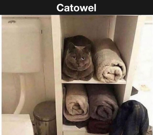 The Scratchiest Towel Ever! 1 Cat Towel Meme