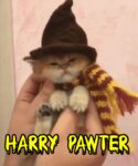 Harry Pawter Meme