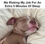Risking Job for extra 5 minutes of sleep meme