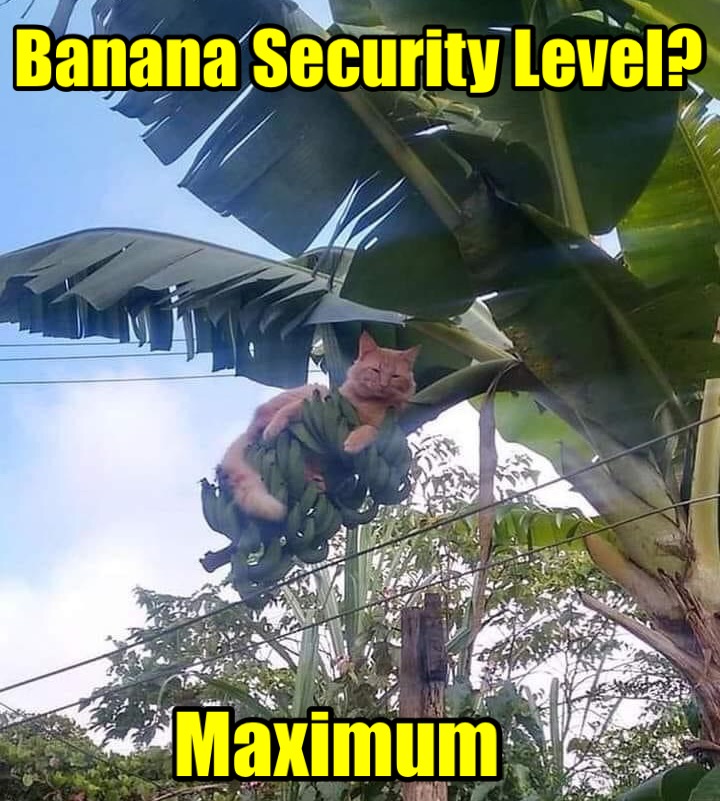 Security Meme