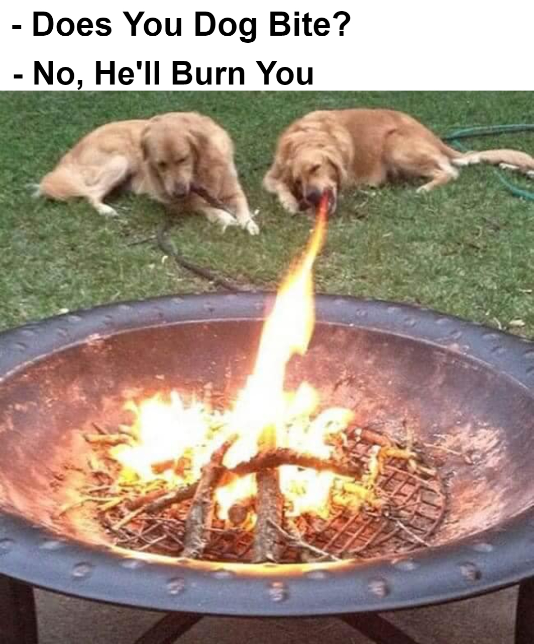Does your dog bite meme