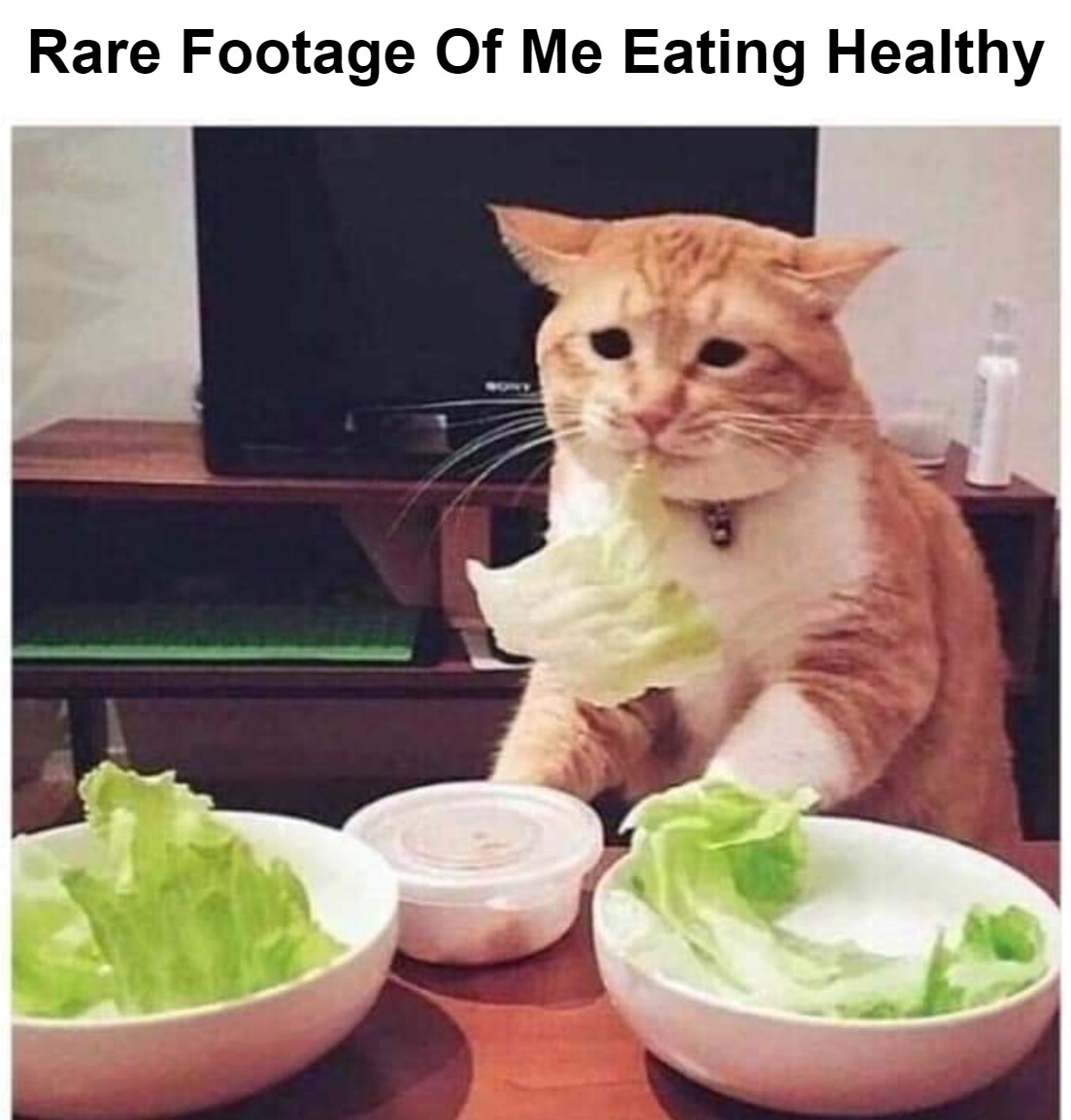 cat-eating-salad-meme-chameleon-memes