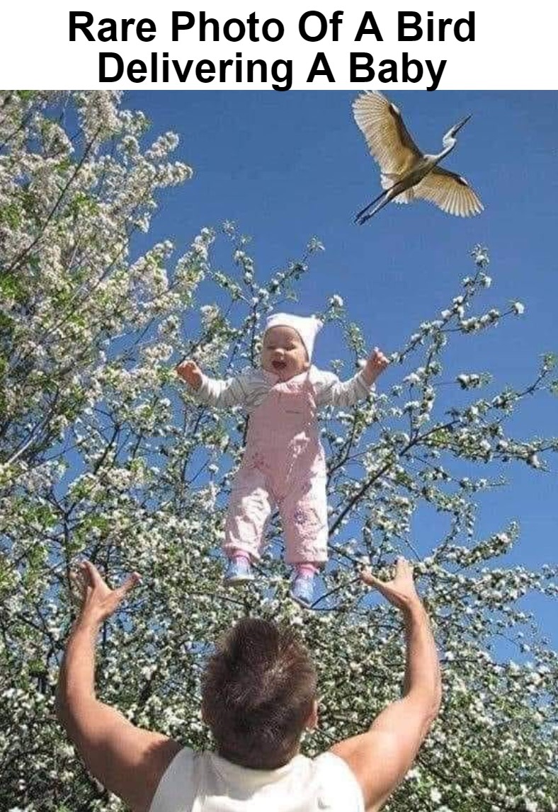 bird delivering a baby meme