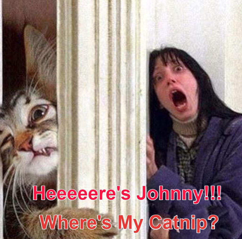 Here's Johnny! 1 Where's my catnip meme