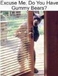 Bear meme