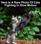 Cats fighting in slow motion meme
