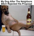 Dog after rejection meme