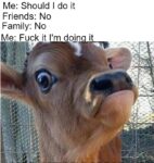 Should I do it meme