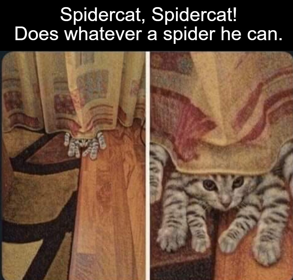 Spidercat meme