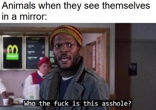 Who TF Is This Asshole 1 Animals when they see themselves in a mirror meme