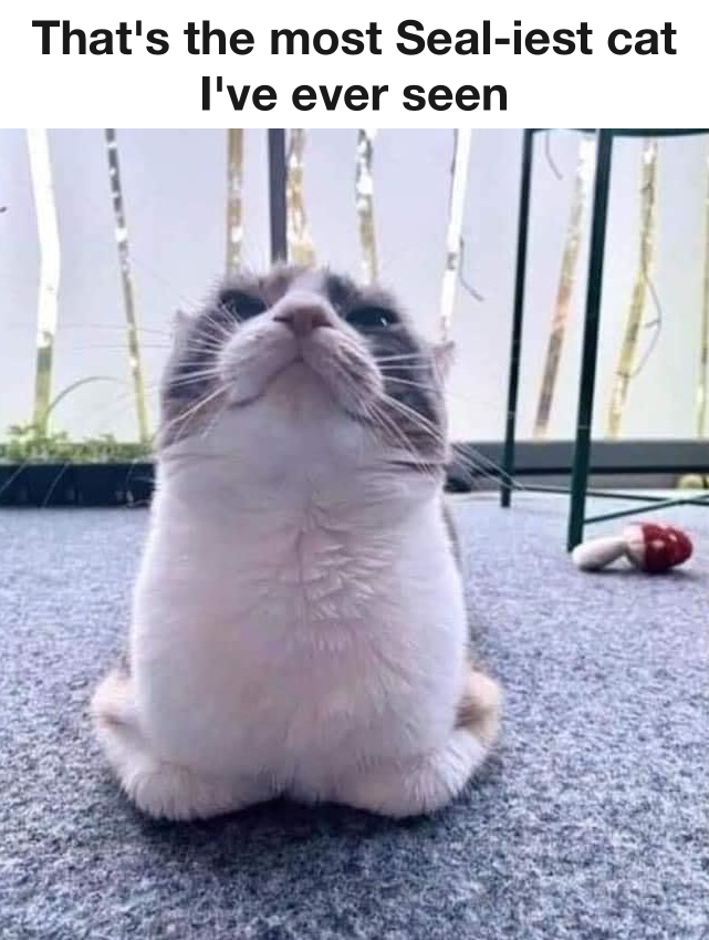 Sealiest Cat Ever! 1 Sealiest Cat ever meme