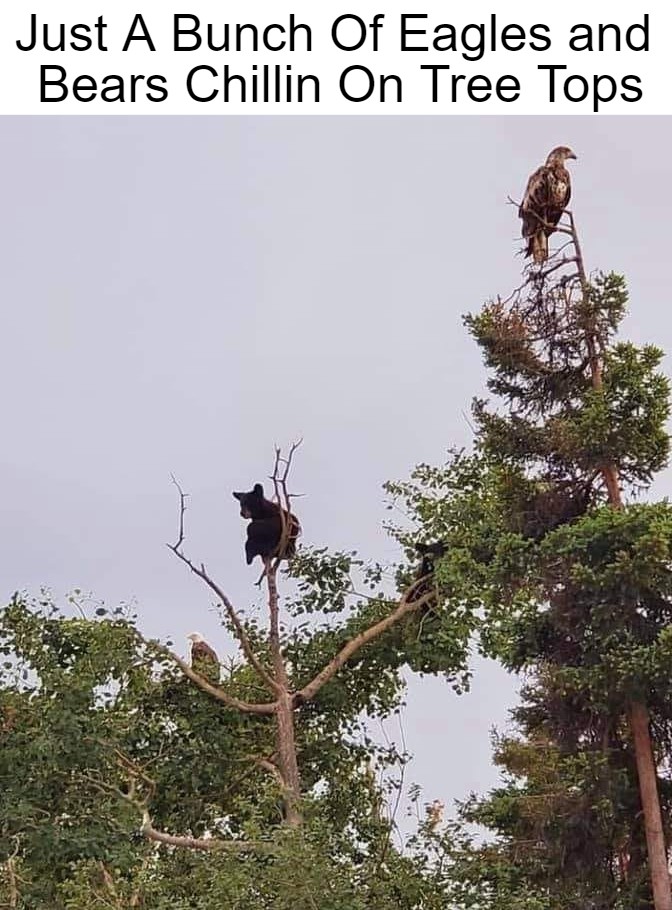 Just A Bunch Of Eagles And Bears Chilling On Tree 1 bear chilling meme