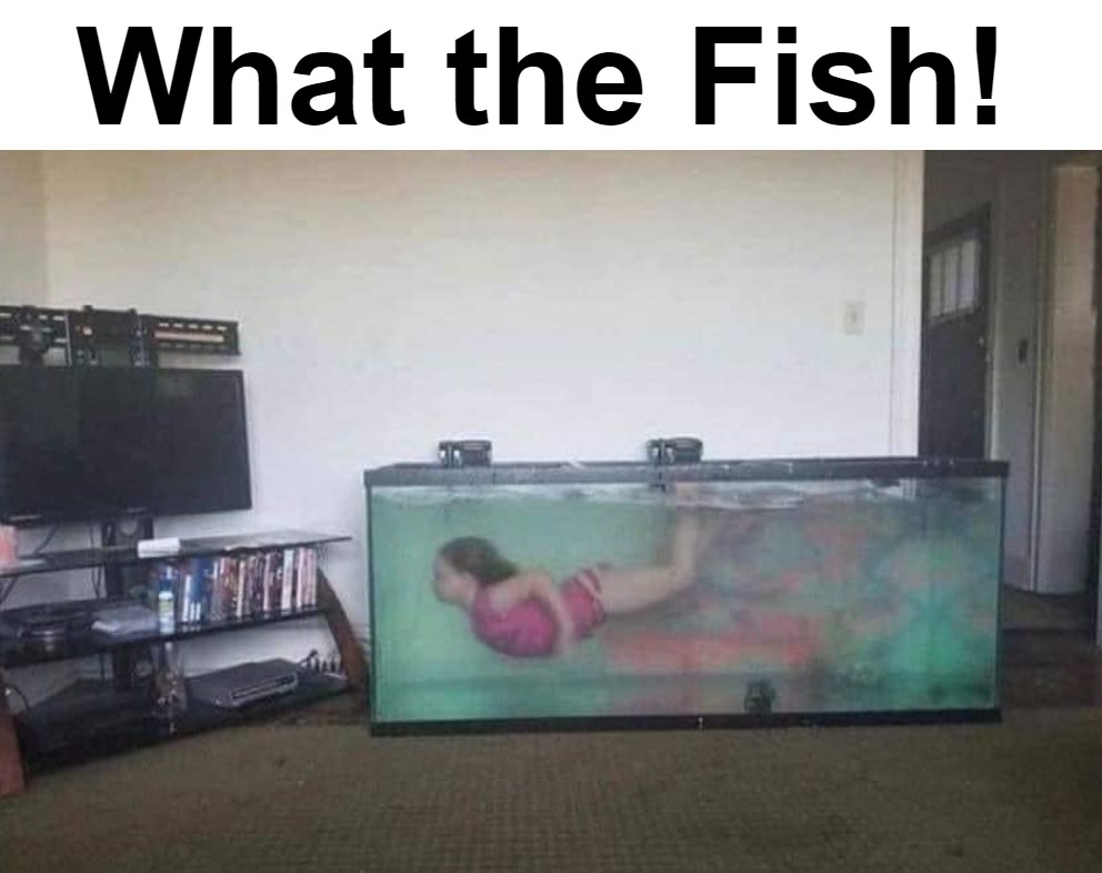 what the fish meme