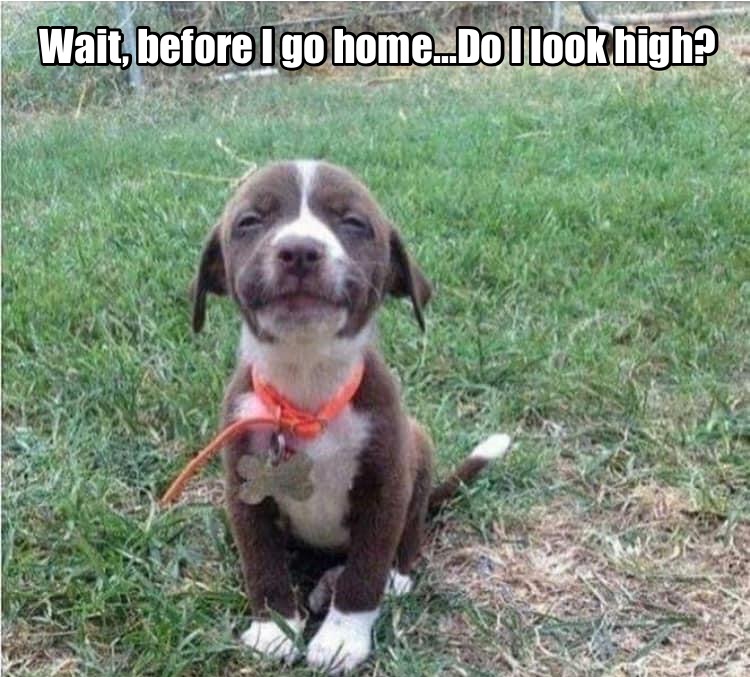 do i look high meme