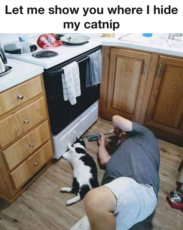 Let Me Show You Where I Hide My Catnip 1 Let Me Show You Where I Hide My Catnip meme