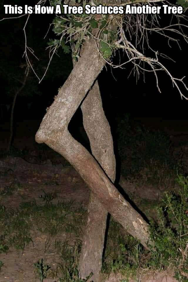 Trees Wife Be Like 1 Tree Meme