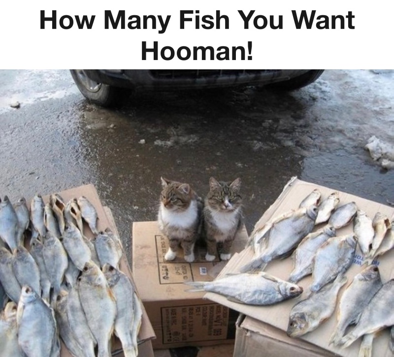 Just A cat Selling Fish meme