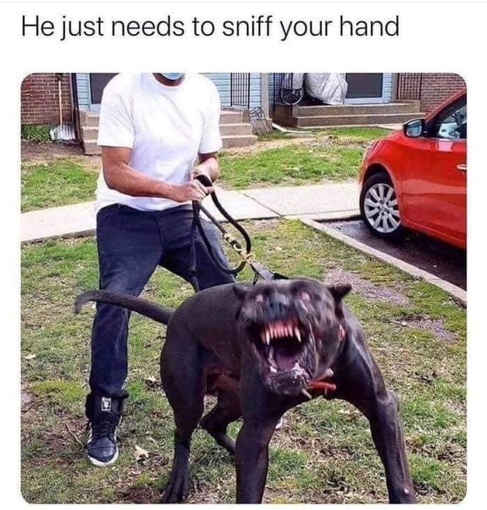 Dog sniffing meme
