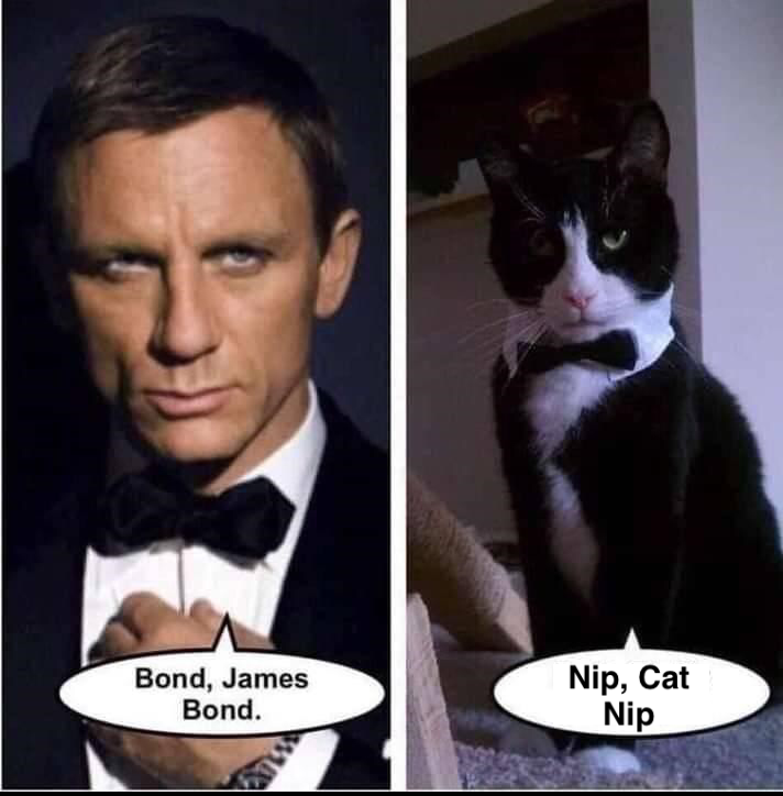 The Names Nip, Cat Nip 1 Cat nip meme