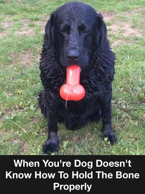 Somebody Please Teach Him. 1 When your dog doesn't know how to hold the bone properly meme