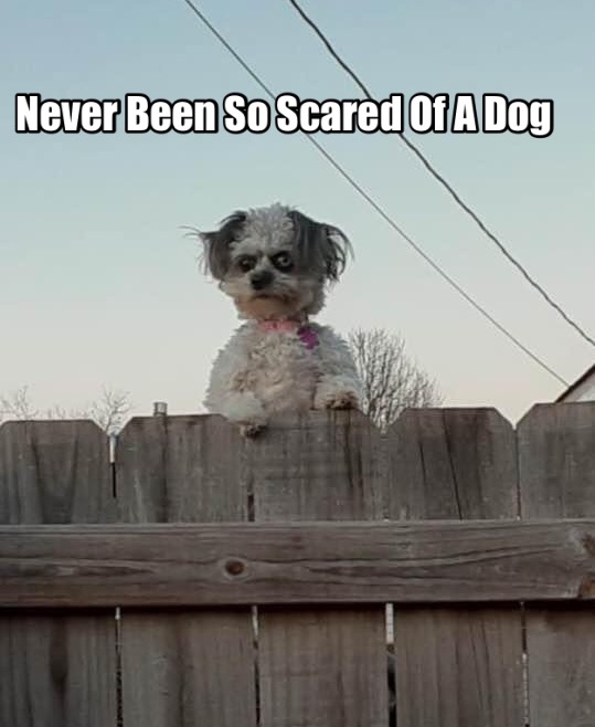 Here Is A Dog Who Is Possessed By An Evil Spirit 1 Never been so scared of a dog meme