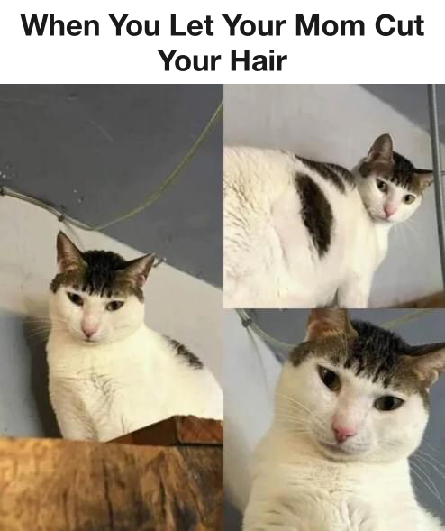 That's It! I'm Never Gonna Let My Mom Cut My Hair. 1 When you let you mom cut your hair meme