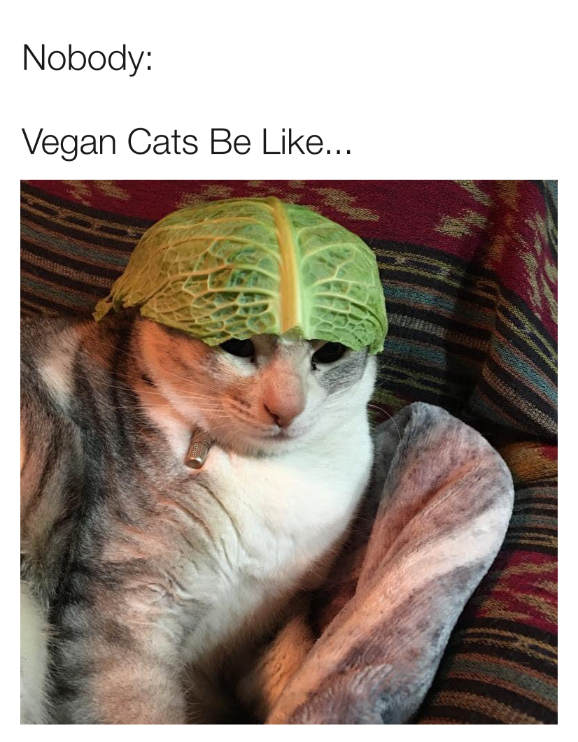 Vegan Cats Be Like