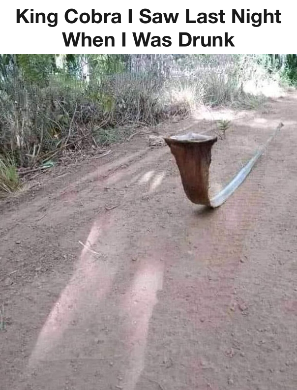King Cobra I Saw Last Night 1 King Cobra I Saw Last Night When I was Drunk Meme