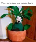 no dogs allowed meme