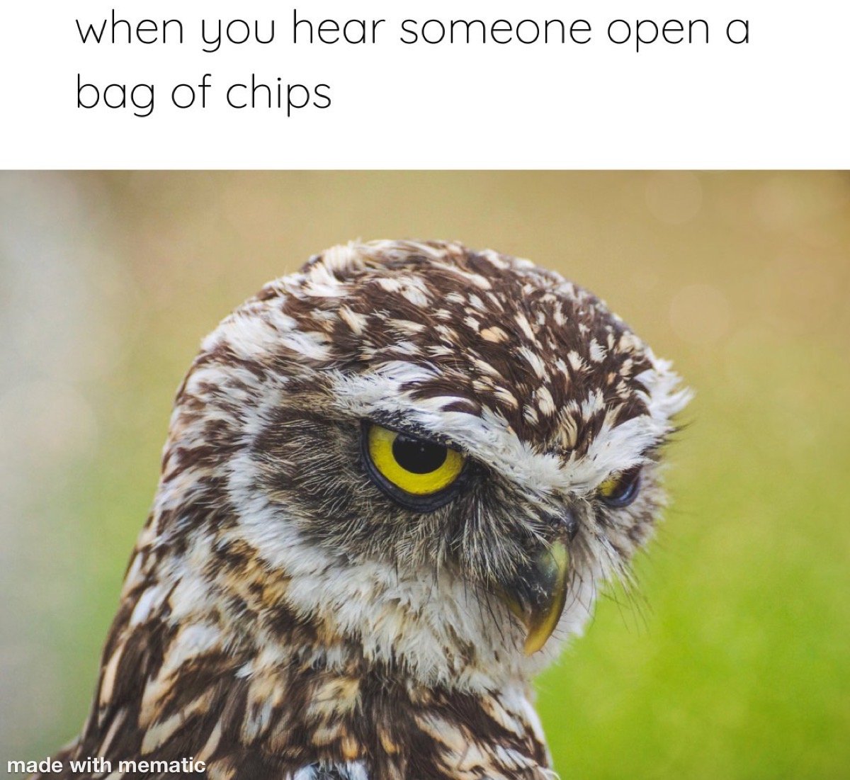 bag of chips memes Chameleon Memes