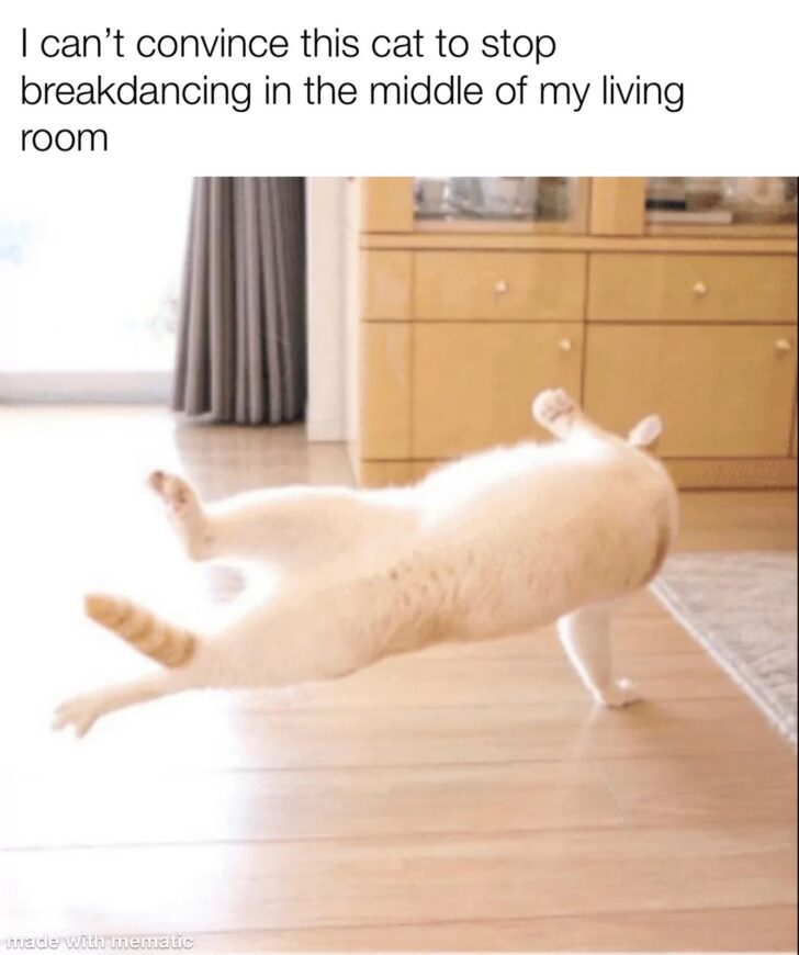35 Funny Cat Memes That Will Brighten Your Day 5 Cat break dancing