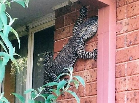 Giant Lizard in Australia