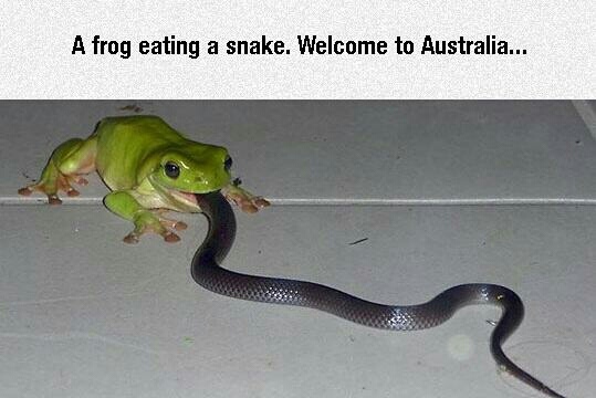 23 Bizarre "Meanwhile In Australia Memes" 14 Frog eating snake - Meanwhile In Australia Memes