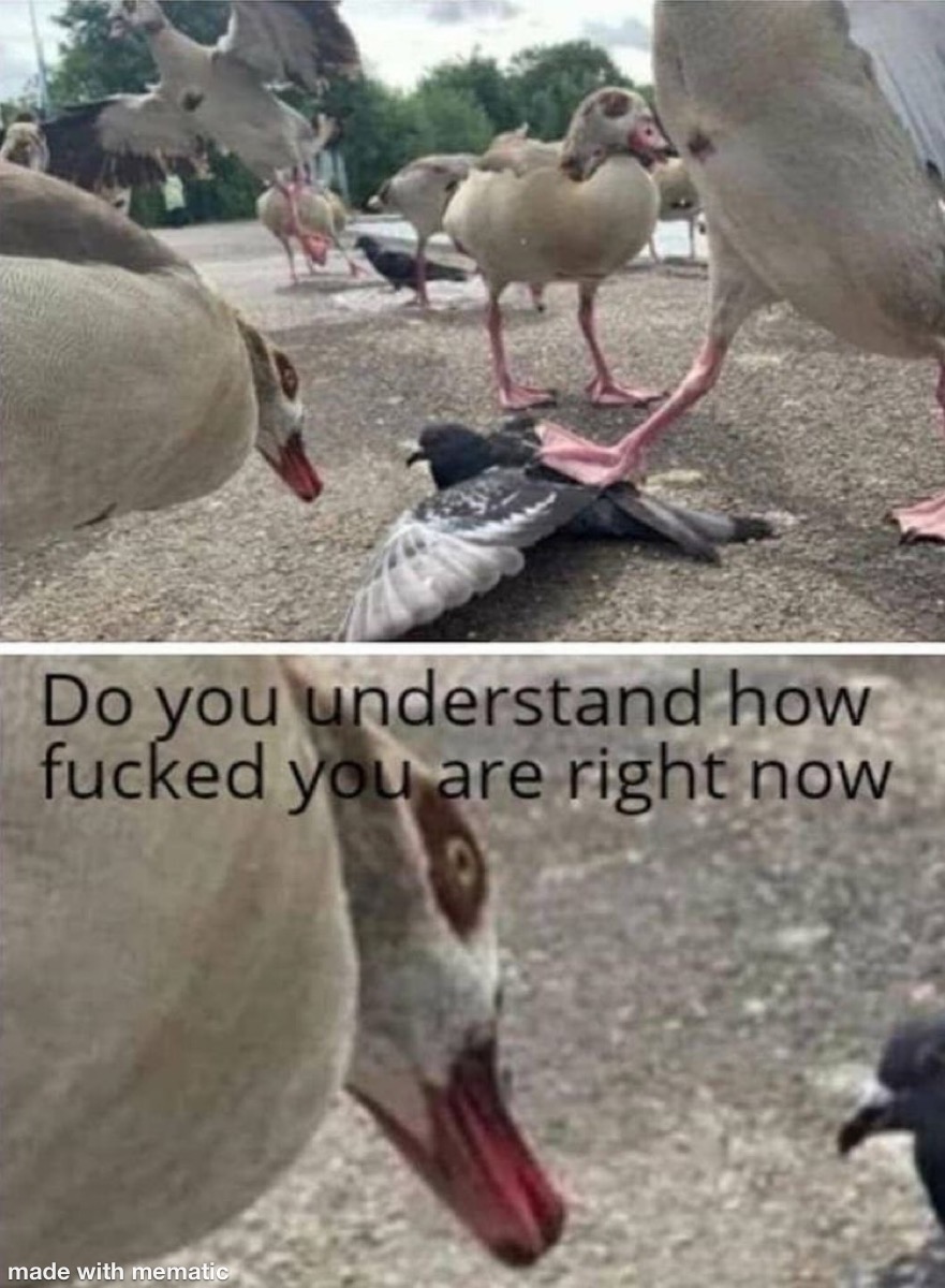 When You Mess With The Wrong Seagulls 1 Do you understand how are you right now