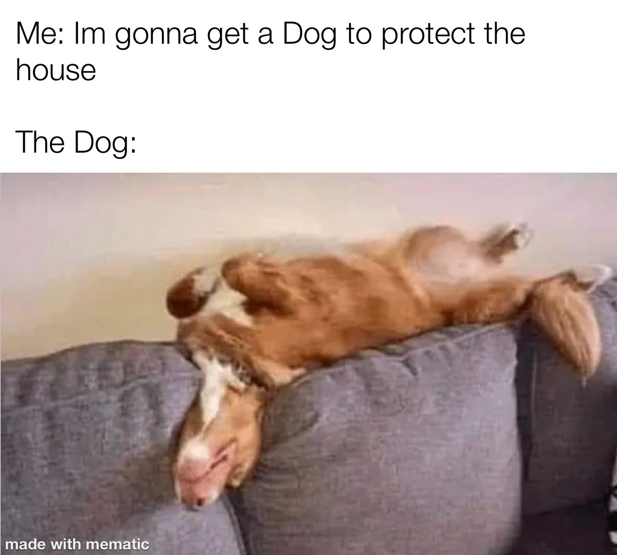 The Dog That Was Supposed To Protect The House 1 I'm gonna get Dog to protect the house