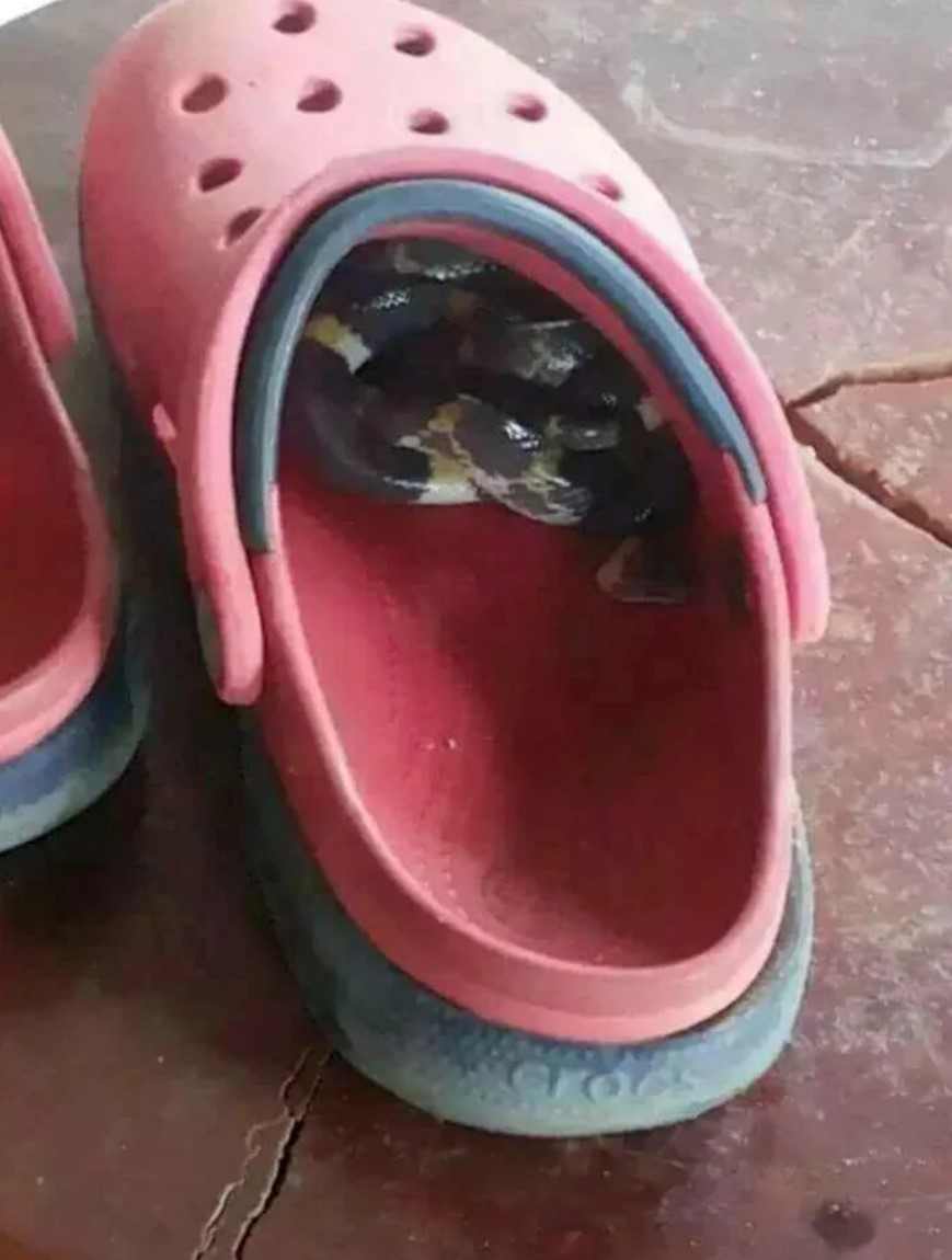 23 Bizarre "Meanwhile In Australia Memes" 18 checking shoes in Australia - Meanwhile In Australia Memes